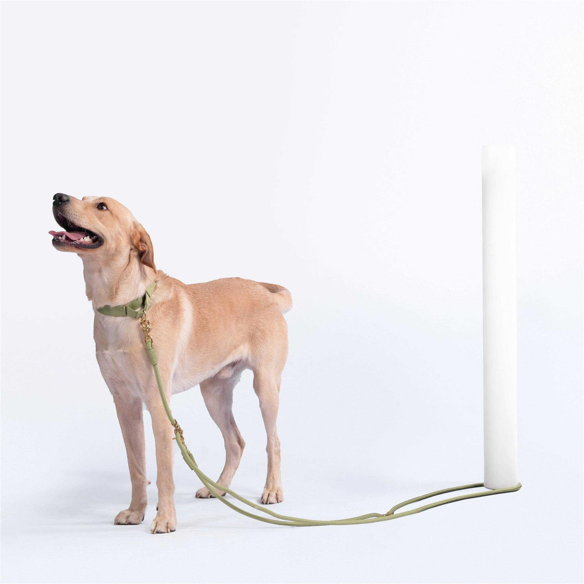 Pet Leash W850