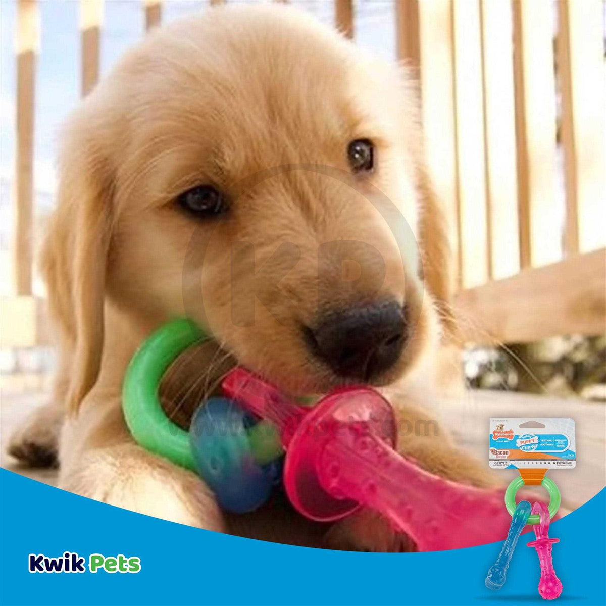 Puppy Chew Teething Pacifier F86485