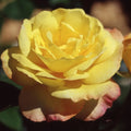 Shrub Rose Bush R210