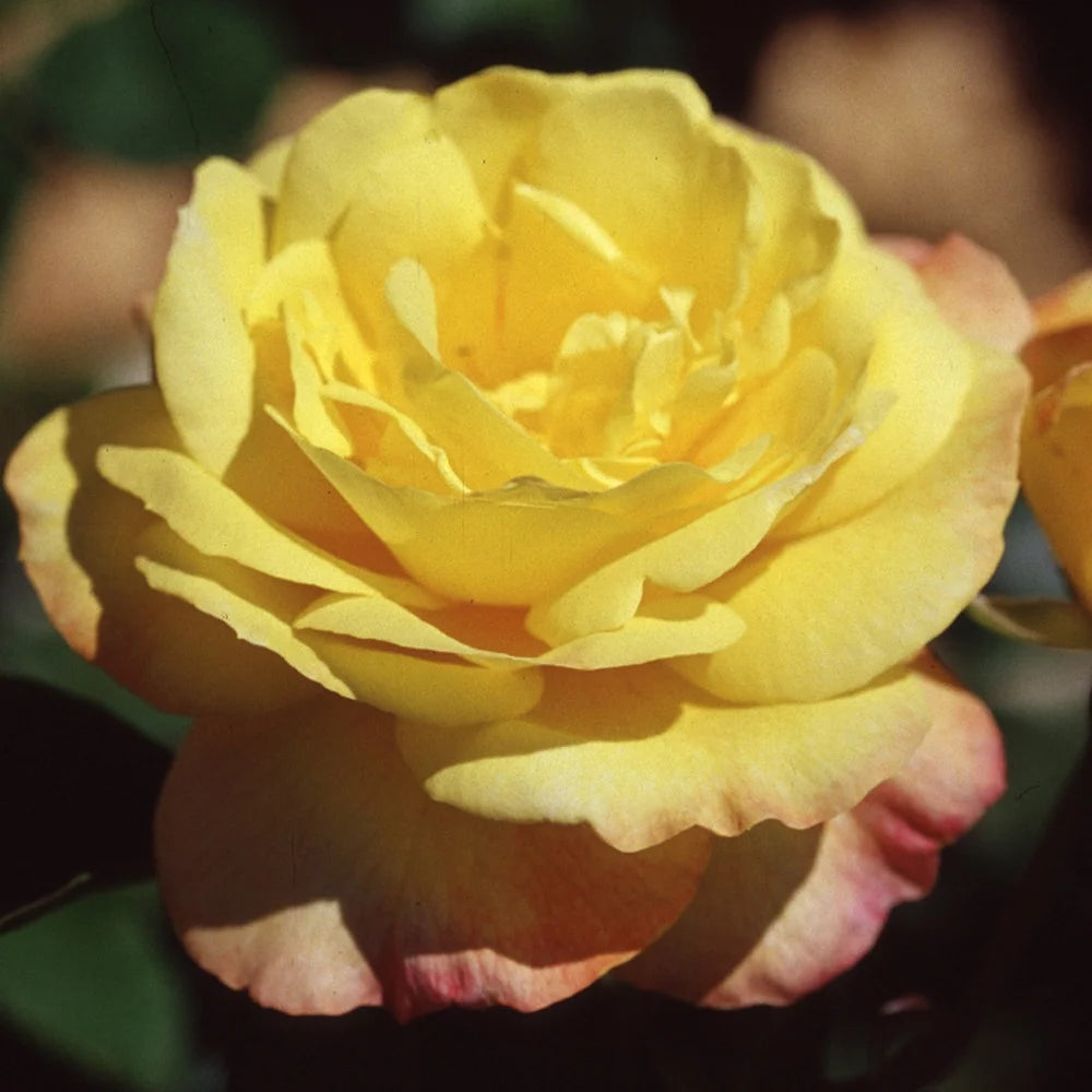 Shrub Rose Bush R210